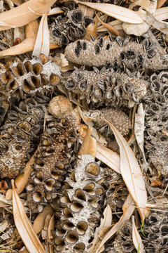 Pattern of banksia cones and leaves on the ground