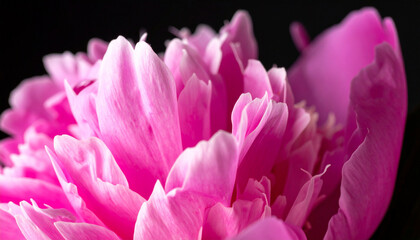 Fototapeta premium Pink Peony Bloom Close-Up: A stunning close-up of a vibrant pink peony, showcasing the delicate texture and intricate details of its petals against a deep black background.