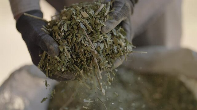Hands wearing gloves holding loose yerba mate leaves taken from a large sack in a processing facility.