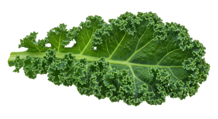 Single fresh kale leaf isolated on white background
