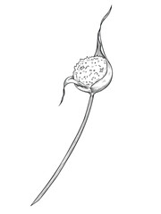 Vector illustration of a Garlic Flower seed head. Vintage botanical sketch of kitchen herb for culinary recipes or cooking book design. Etching in outline style painted by black inks for menu.