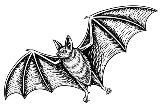 40 Detailed anatomical bat illustration, full wingspan, black and white drawing, scientific accuracy, fine line work, realistic texture, vintage zoological print style, symmetrical composition, high c