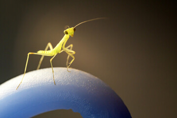 A close-up funny portrait of a newborn baby tree mantis (Hierodula tenuidentata), called a nymph, which has just hatched from the egg capsule called ootheca. Macrophotography of a mantis nymph