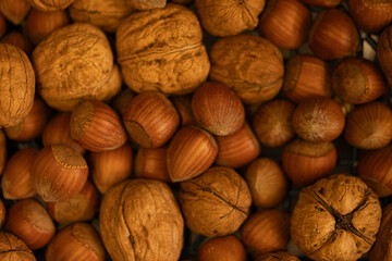 High-quality image of walnuts and hazelnuts. Perfect for food blogs, packaging, and culinary websites.