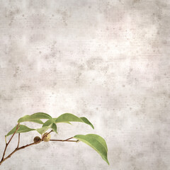 stylish square textured old paper background with Ficus benjamina, weeping fig