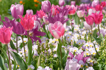 ピンクのチューリップやパンジーが咲き乱れる美しい花畑