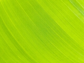 Abstrack green banana leaf surface texture background	
