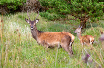 Wild Deer in the forest in Co Wicklow, Ireland