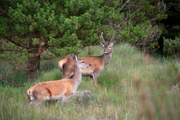 Wild Deer in the forest in Co Wicklow, Ireland