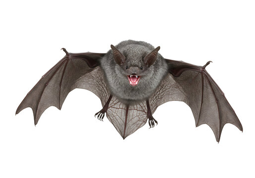 Frightening Bat Image: High-Resolution Photo of a Flying Bat