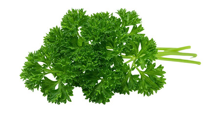 Fresh curly parsley herb bunch isolated PNG with Transparent Background