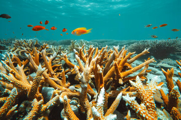 Dying coral reef with colorful coral fish. Underwater habitat. Ecological problem of global climate change. World Oceans Day
