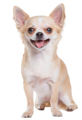 Obraz premium Golden chihuahua dog portrait smile looking at the camera 