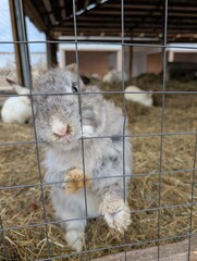 A rabbit is currently standing upright on its hind legs inside a cage