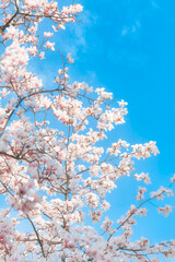 cherry blossom in spring