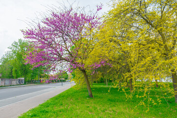Naklejka premium Blooming plants with colorful flowers along the streets of Milan, Italy. Green lawn in the foreground.