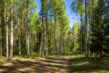 Wiosenna zieleń Puszczy Knyszyńskiej , Podlasie, Polska