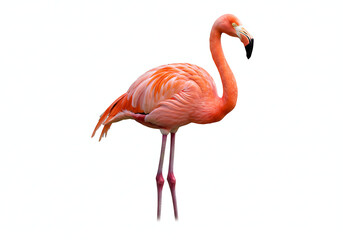 Beautiful Pink Flamingo: High-Quality Image