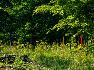 Wiederaufforstung im Mischwald im Frühjahr