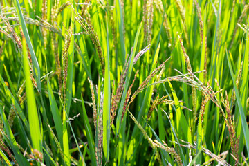Rice plants in a field, green leaves with young grains of rice.