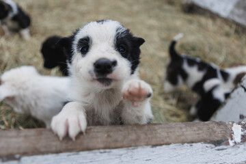 A black and white puppy playfully sticks its paw over a wooden fence