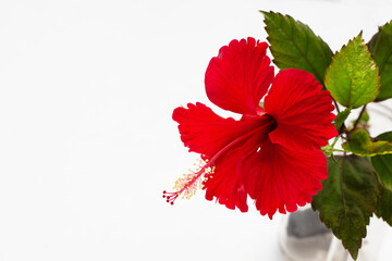 Hibiscus flower with leaves on white background.