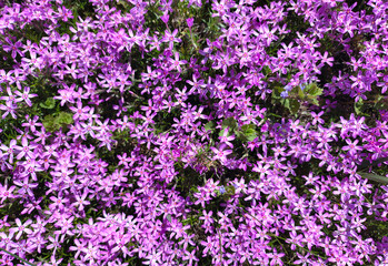 Fototapeta premium A field of blooming pink phlox creating a vibrant natural flower carpet in spring. 
