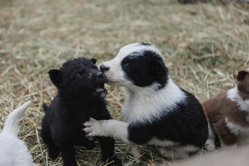 A group of playful puppies are having fun in the grass