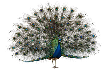 Peacock Showing Its Stunning Tail Feathers