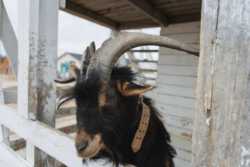 A goat that has long and impressive horns is standing next to a wooden fence