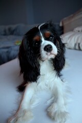 Cavalier King Charles spaniel dog