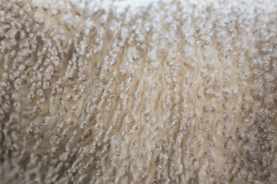 A close up of wool on a young lamb