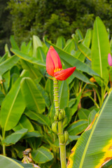 Bossom of bronze banana (Musa laterita)
