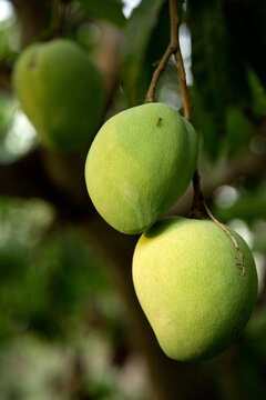 Mangoes growing on a tree
