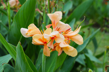 Fototapeta premium Canna flower in the garden