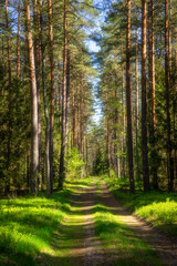 Wiosenna zieleń Puszczy Knyszyńskiej , Podlasie, Polska