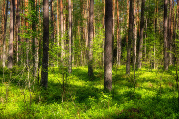 Wiosenna zieleń Puszczy Knyszyńskiej , Podlasie, Polska