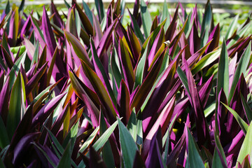 Boat-lily, Oyster Lily, Oyster Plant, White-flowered Tradescantia.