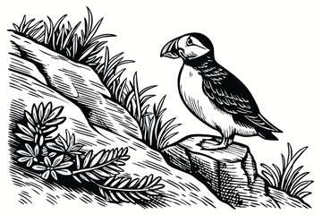 50 Detailed pen and ink illustration, puffin perched on rocky cliff, coastal vegetation, black and white drawing, intricate linework, nature scene, seabird, textured rock face, precise cross-hatching,
