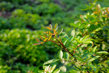 Brazilian peppertree (schinus terebinthifolia) in the garden