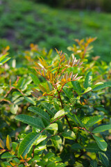 Brazilian peppertree (schinus terebinthifolia) in the garden