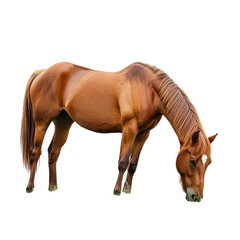 Obraz premium Horse grazing in field on transparent background