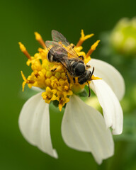 bee on yellow flower