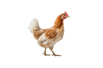 Fototapeta premium chicken on white background