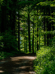 Obraz premium Waldweg