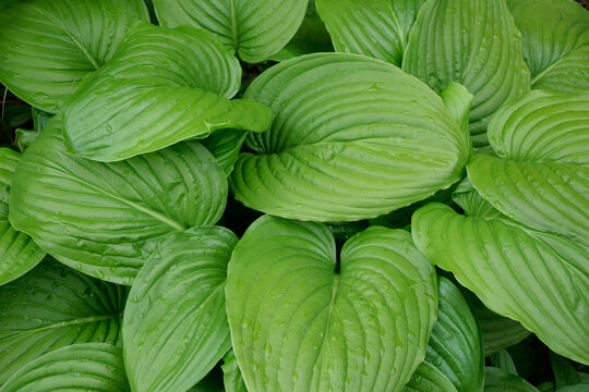 Hosta plant, green leaves background