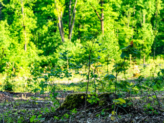 Wiederaufforstung im Mischwald im Fr&uuml;hjahr
