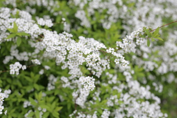White flowers of Thunberg spirea in Japan park