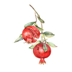 Red pomegranates with green leaves on tree brunch. Hand drawn illustration isolated on white. Ripe fruits, foliage, stem, realistic sketch. Summer tropical design, harvest, garden, wall art.
