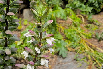 Closeup of the white flowers of a bear`s breaches plant - Acanthus mollis 